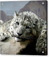 Snow Leopard Relaxing Digital Art Acrylic Print