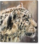 Snow Leopard Study Acrylic Print