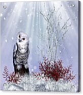 Snow Owl Acrylic Print