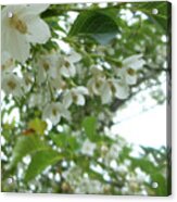 Snowbell Sparkles In Spring Acrylic Print