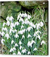 Snowdrops By The Wall Acrylic Print