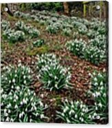 Snowdrops In Spring Woodland Acrylic Print