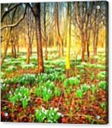 Snowdrops In The Woods Acrylic Print