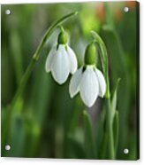 Snowdrops Acrylic Print