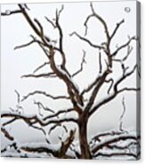 Snowed Tree Acrylic Print