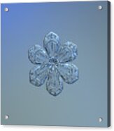 Snowflake Photo - Forget-me-not Acrylic Print