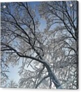 Snowshine Acrylic Print