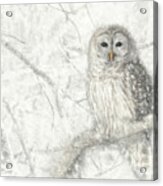 Snowy Barred Owl Acrylic Print
