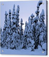 Snowy Black Spruce Acrylic Print