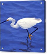 Snowy Egret 1 Acrylic Print