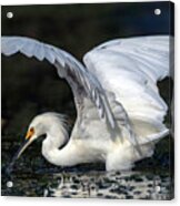 Snowy Egret Fishing Acrylic Print