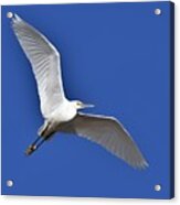 Snowy Egret Flying High Acrylic Print