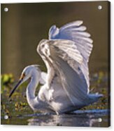 Snowy Egret Hunting - Egretta Thula Acrylic Print