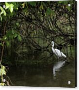 Snowy Egret Acrylic Print