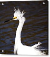 Snowy Egret Having A Bad Feather Day Acrylic Print