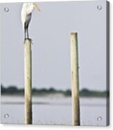 Snowy Egret On Pilings Acrylic Print