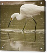 Snowy Egret Soft Reflection 5769-112717-2cr Acrylic Print
