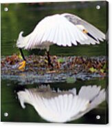 Snowy Egret Taking Flight Acrylic Print