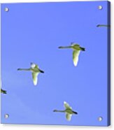 Snowy Egrets Acrylic Print