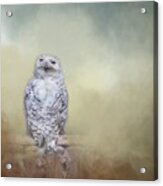 Snowy Owl Acrylic Print