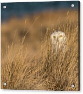 Snowy Owl In The Grass Acrylic Print