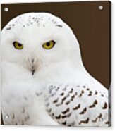 Snowy Owl Acrylic Print