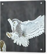 Snowy Owl Sticking The Landing Acrylic Print
