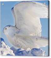 Snowy Ready For Lift-off Acrylic Print