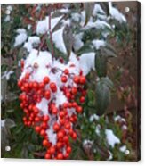 Snowy Sedona Heavenly Bamboo Acrylic Print