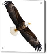 Soaring Eagle Acrylic Print
