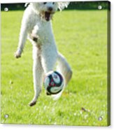 Soccer Dog-5 Acrylic Print
