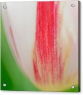Soft And Tender Tulip Closeup Red White Green Acrylic Print