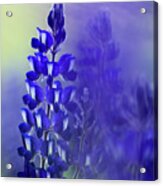 Soft Focus Flowering Blue Lupin Acrylic Print