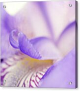 Soft Focus Iris Petals Botanical / Nature / Floral Photograph Acrylic Print