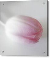 Soft Focus Tulip Acrylic Print