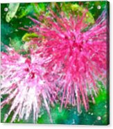 Soft Pink Flower Acrylic Print