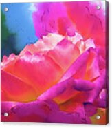 Soft Rose Bloom In Red And Purple Acrylic Print
