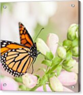 Soft Spring Butterfly Acrylic Print