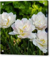 Soft White And Baby Pink Tulip Quartet - Enjoying The Beauty Of Spring Acrylic Print