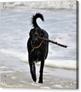 Soggy Stick Acrylic Print