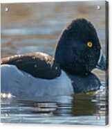 Solo Ring-necked Duck Acrylic Print