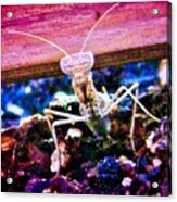 Sonoran Desert Ground Mantis Acrylic Print