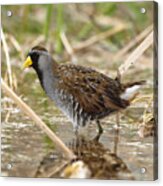 Sora Rail Acrylic Print