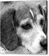 Soulful Beagle Eyes Acrylic Print