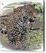 South American Jaguar Acrylic Print