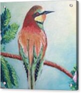Southern Bee-eater Acrylic Print
