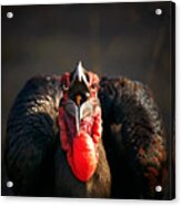 Southern Ground Hornbill Swallowing A Seed Acrylic Print