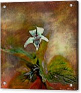 Southern Missouri Wildflowers 6 - Digital Paint 2 Acrylic Print