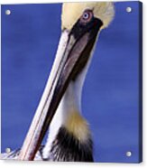 Southport Pelican Acrylic Print