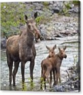 Sow Moose And Calves At Waterton Acrylic Print